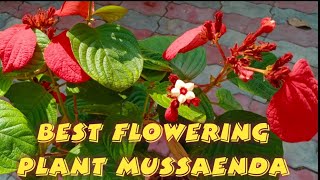 Best flowering Plant mussaendahow to grow and full care of mussaenda plant 🍀🏵 [upl. by Ecyob]