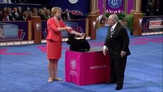 AKC Eukanuba World Challenge 2013  Finales [upl. by Enilrad550]