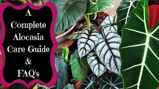 A Complete Alocasia Care Guide  My Alocasia Collection  Care Tips amp Alocasia FAQs [upl. by Burt]