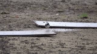 Pied Wagtails not bothered [upl. by Epuladaug563]