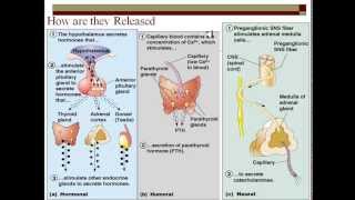 Animation How the Cell Cycle Works [upl. by Just]