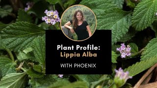 Plant Profile Lippia Alba with Phoenix [upl. by Verena]