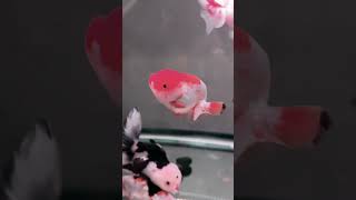 new setup tank goldfish cutefish aquarium [upl. by Hulbig1]