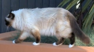 Birman Cat with Loud Meow Explores My Garden  PoathTV Funny Cat Video  PoathCats [upl. by Armando]