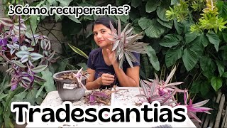 Cómo Recuperar las Tradescantias [upl. by Dearborn]