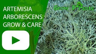 Artemisia arborescens  grow amp care  Tree Wormwood [upl. by Itsym]