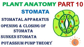 Plant Anatomy 10  Stomata Structure  Opening of Stomata  Levitt Theory  Potassium Pump Theory [upl. by Borras695]