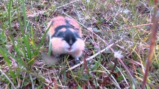 Angry lemming attacking camera [upl. by Anohr942]