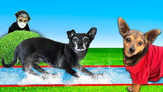 Dogs First Time on a Slip N Slide Challenge in our Backyard  PawZam Dogs [upl. by Mahoney268]