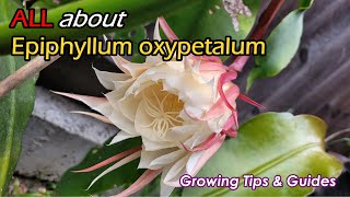 How to Correctly Grow Epiphyllum Oxypetalum Queen of the Night Growing Tips and Secrets 如何种植昙花 [upl. by Oralle]