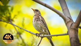 Song Thrush Turdus philomelos Singing birds 4K Ultra HD [upl. by Saitam267]