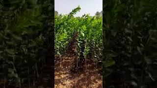 Orange Plant Fruits Nursery Production By Suhas Bali Rudrayani Agro India Pune Maharashtra [upl. by Oettam]