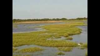 Assateague Island in Maryland birding crabbing spots [upl. by Flip]