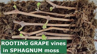 Rooting GRAPE Vines in Sphagnum Moss [upl. by Shandra]