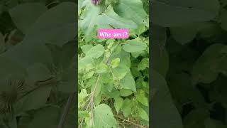 burdock arctium lappa nourishing moistening liver affinity herbs herbal naturalhealing [upl. by Dray]