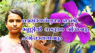 Melastoma plant propagation malayalam viralvideo kerala gardeningsitout [upl. by Jankey]