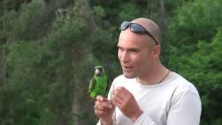 Jardines Parrot Free flight Czech Rep 2 [upl. by Whitford]