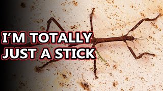 Walking Stick facts aka stick and leaf bugs  Animal Fact Files [upl. by Bengt]