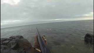 Sea Duck Hunting in Newfoundland  Common Mergansers [upl. by Lattonia463]