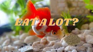 Do goldfish eat a lot  Should I feed flakes or pellets [upl. by Ahter]