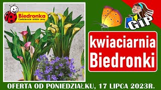 BIEDRONKA  Nowa Oferta Promocyjna od Poniedziałku 17072023  Kwiaciarnia Biedronki  Tanie Kwiaty [upl. by Porush]