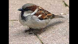 How does House Sparrow Chatter Calls sounds [upl. by Adoh832]