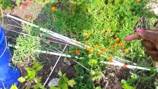 Deadheading and seed saving marigolds and zinnias [upl. by Halludba368]