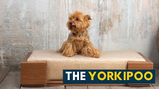 Yorkipoo Your Guide to The Small Sassy and Sweet Yorkie Poodle Mix Dog [upl. by Grieve]