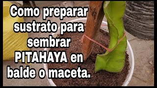 Como preparar sustrato para sembrar pitahaya en balde maceta o bolsa maceta [upl. by Hannala822]