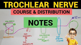 Trochlear Nerve  2  Complete Notes [upl. by Latreshia]