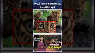 నార్మల్ చిరుత అనుకున్నాడు నిజం తెలిసి షాక్  Genetic Mutation in Leopards Iris Colour Dhruv Patil [upl. by Emerej192]