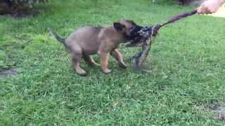 Alero  8 week old Belgian Shepherd Malinois Puppy for sale [upl. by Nocaed]