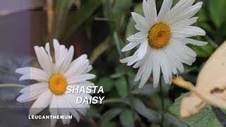 Shasta Daisy  Leucanthemum maximum Perfect summer daisy Easy tips on propagation and plant care [upl. by Nodarb]