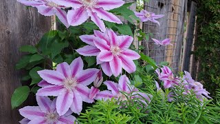 Queen of Flowering  Clematis Vine Varieties [upl. by Ydna130]