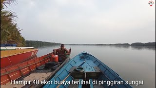 Sebelum kejadianhampir 40 ekor buaya terlihat di pinggir sungai menurut cerita bapak ini [upl. by Nawuj]