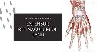 Flexor Retinaculum of Leg  Lower Limb Anatomy  TCML [upl. by Malvia]