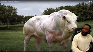 YOU WONT BELIEVE THIS Scariest Hybrid Animals That Actually Exist Reaction [upl. by Siobhan]