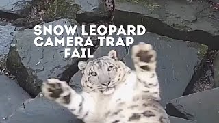 FUNNY Snow Leopard Camera Trap Fail  Animals On CCTV [upl. by Phelan]