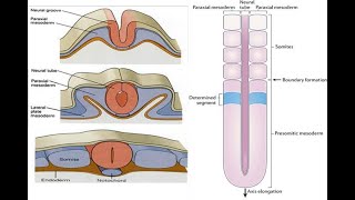 Paraxial mesoderm and Formation of Somitomeres Somites [upl. by Yruam]