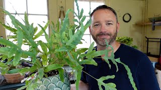 Blue Star Fern Repot amp Care Guide  Phlebodium Aureum [upl. by Rockwood]