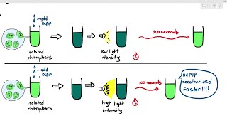 139 Using Redox Indicators to Measure Photosynthesis Rate Cambridge AS A Level Biology 9700 [upl. by Meeks]