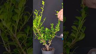 Shaping ilex crenata bonsai [upl. by Inram]