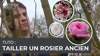 Tuto  Comment tailler des rosiers anciens [upl. by Ysdnil]