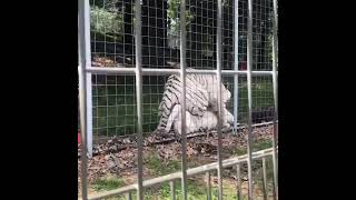 Tigers mating at national tiger sanctuary raw unedited  tiger [upl. by Ayikal]