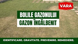 Bolile gazonului vara amp gazon îngălbenit vara Cauze Fungicide Gravitate Identificare Prevenire [upl. by Aicirt]