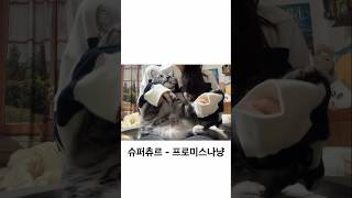 반복되는 소리는 집사를 불안하게 해요 cat 고양이 cutecat catstagram 아메숏 고양이일상 고양이브이로그 고양이싸움 프로미스나인 supersonic [upl. by Tankoos]