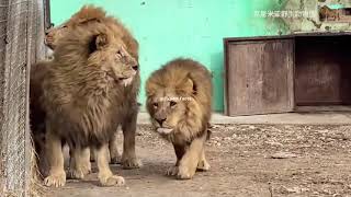 Lion vs Tiger Siberian Tiger vs Dwarf lion in Asia THE TRUTH [upl. by Funch]