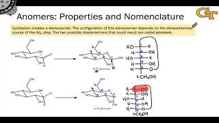 Alpha Anomer vs Beta Anomer Carbohydrate Cyclization Anomeric Carbon Mutarotation Biochemistry MCAT [upl. by Cleve296]