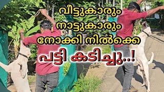 കടൽ കൊമ്പനും കടൽ മാക്രിയും നേരിട്ട് തന്ന പണി Dog challenge Leash Talks [upl. by Noyerb]