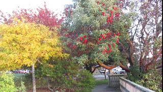 Native Arbutus Tree with fruit [upl. by Magdaia]